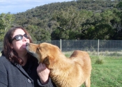 dingos-in-australia