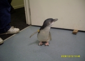 nz-penguin