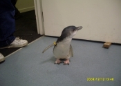 nz-penguin