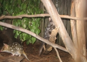 quolls